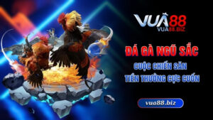 Đá gà ngũ sắc